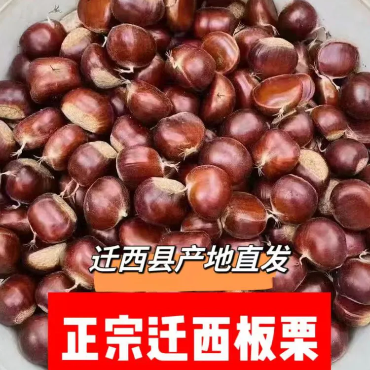 正宗迁西板栗产地直发3113板栗2025年新板栗