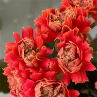 【聚宝盆  10cm盆】重瓣大花 0℃地区请拍保温，不拍冻坏不赔