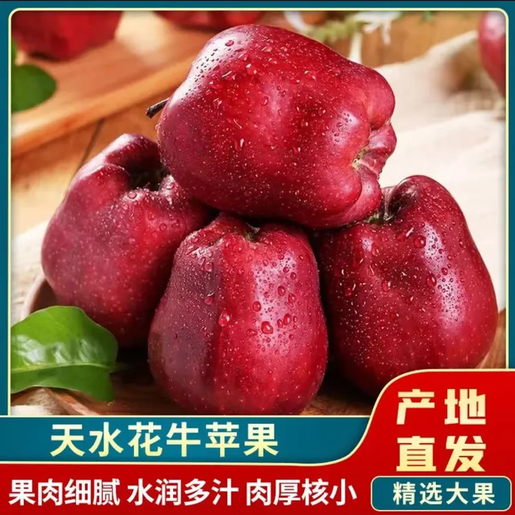 甘肃天水花牛苹果天水蛇果产地直销大果包邮批发价粉苹果脆粉两吃