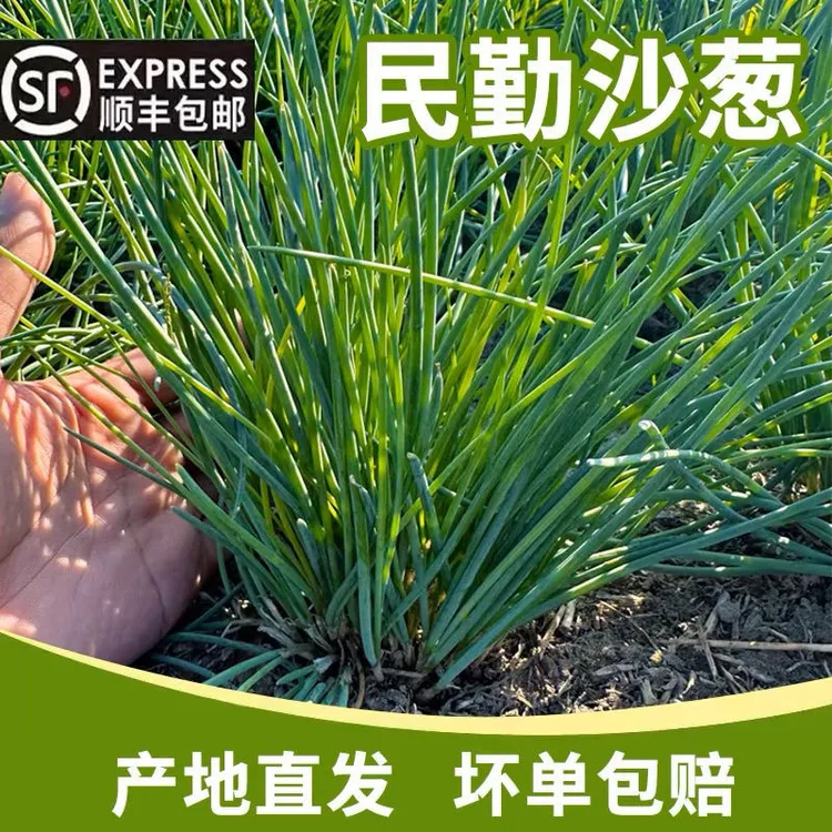 【顺丰包邮】甘肃民勤特产沙葱新鲜现摘蔬菜保温箱冰袋整箱批发价