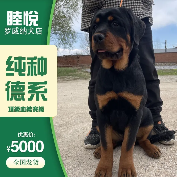 纯种德系双血罗威纳犬专业犬舍ckurk认证