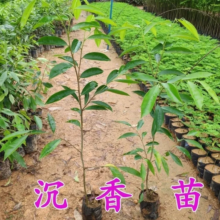 正宗名贵苗木沉香树苗庭院种植绿化苗易种常青批发