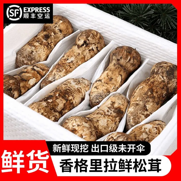 新鲜松茸云南川西藏松茸菌子出口级精品送雅江松茸香格里拉松茸