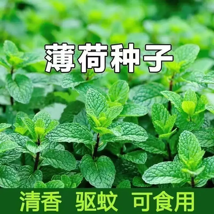 【薄荷种子】食用薄荷种子驱蚊花草植物种子四季阳台盆栽薄荷种籽商品图