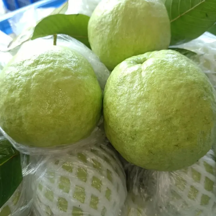 正宗珍珠番石榴白心芭乐广西产地直发新鲜采摘清甜脆口水果