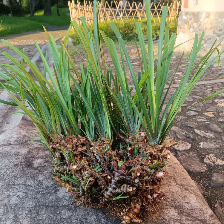 石菖蒲附石水培龙根盆景可净化空气适用于庭院鱼缸养龟