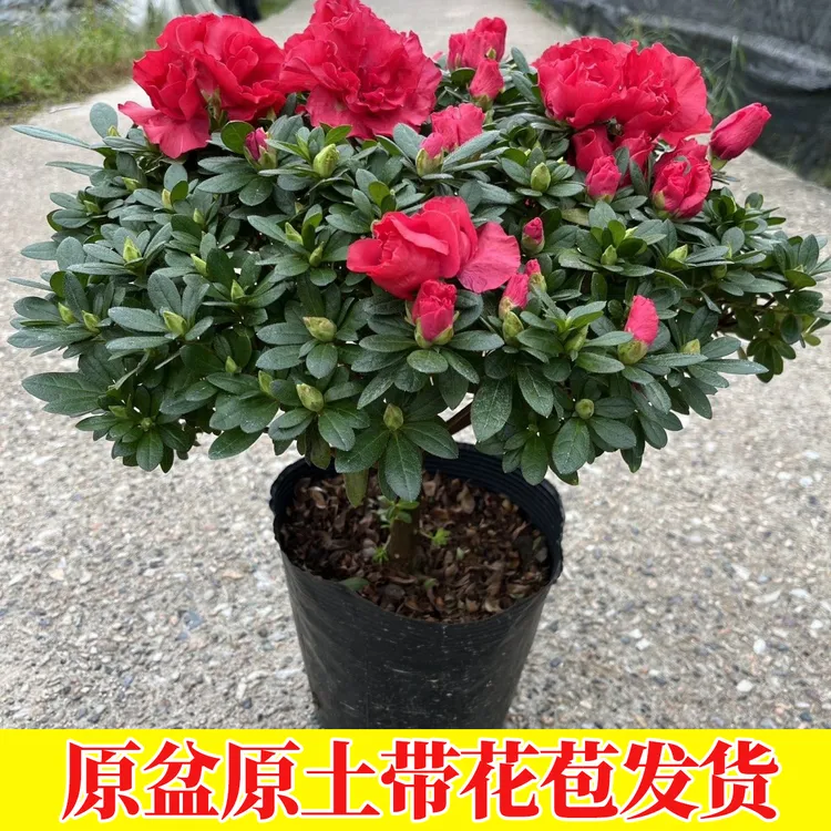 杜鹃花盆栽带花苞大颗老桩四季开花室内绿植易活耐寒客厅摆放花卉