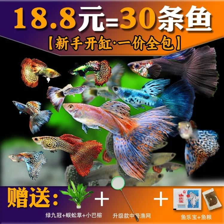 【直播间专属】热带孔雀鱼观赏鱼小型淡水好养耐活适合新手饲养