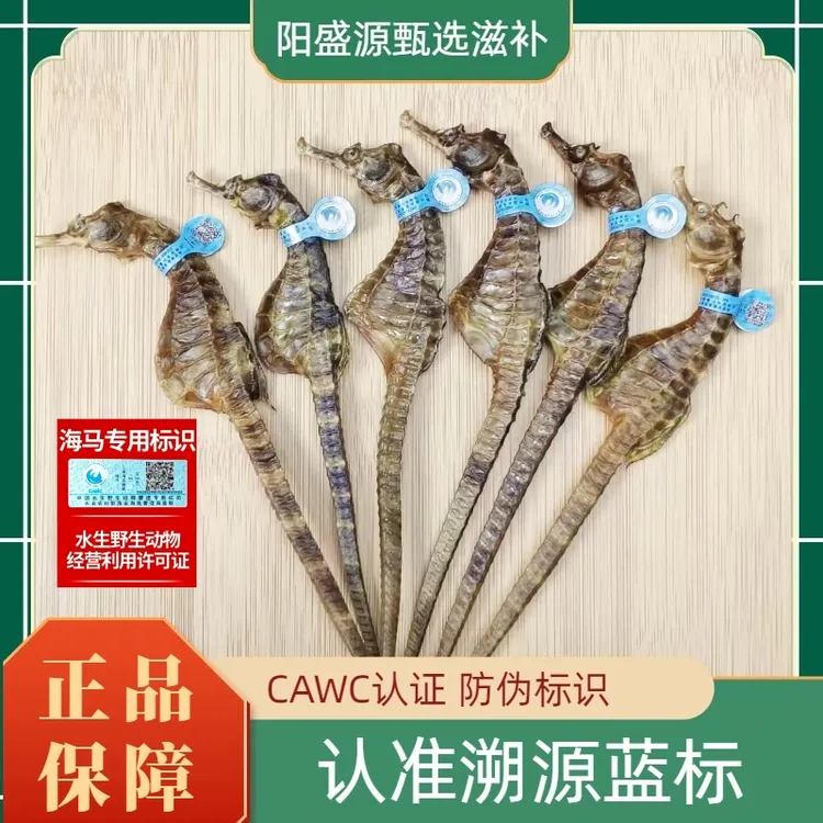 【溯源海马】正品溯源海马干货足干海马泡酒专用煲汤