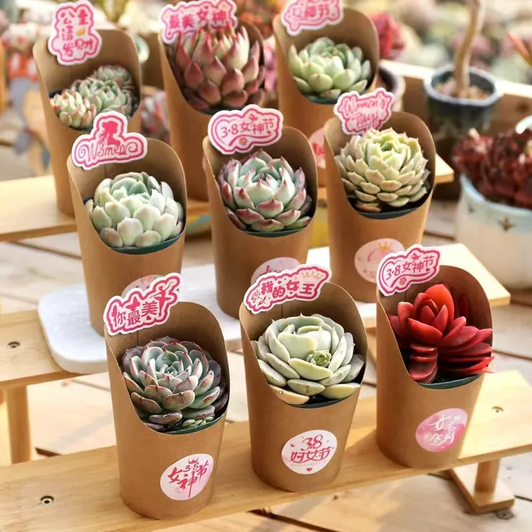 3. 8妇女节礼物多肉植物组合盆栽带土好养易活室内绿植新手套餐
