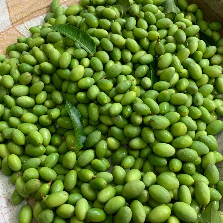 现摘潮汕青橄榄上市现摘现发新鲜青橄榄鲜果煮汤橄榄新鲜橄榄果