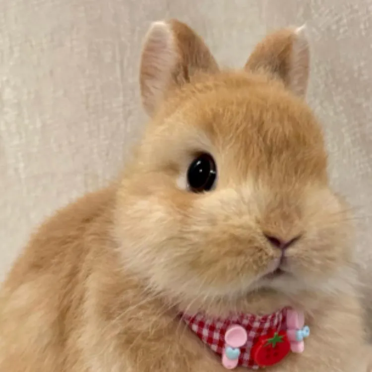 超萌活体侏儒垂耳兔可爱不咬人家庭养