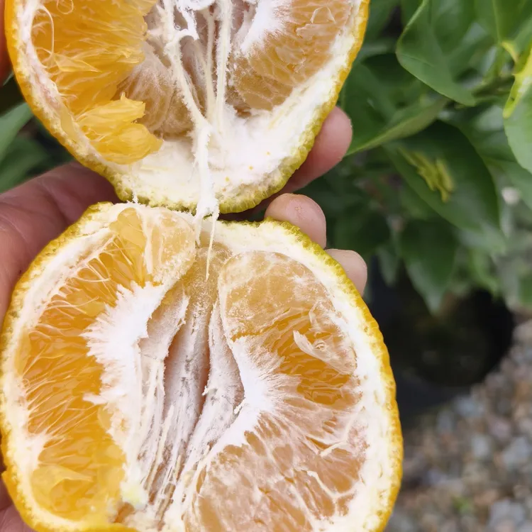 爱媛46号早熟耙耙柑苗,纯甜无酸超化渣基地直供地栽盆栽庭院种植