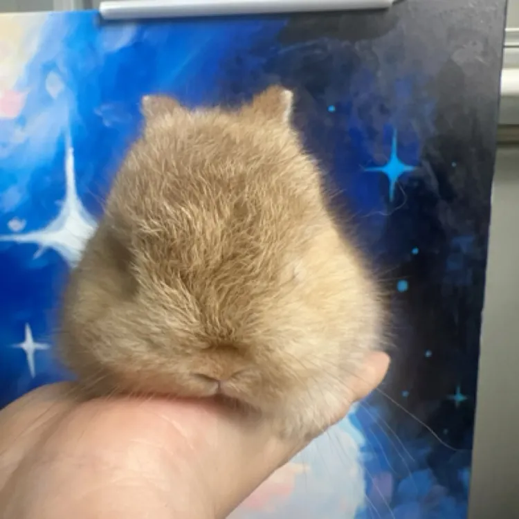 美系侏儒兔 山猫色妹妹