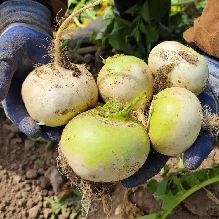 新疆柯坪县恰玛古5斤装产地品质正宗蔬菜特产即食煲汤调味营养