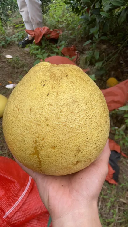 广丰马家柚小果中小果4斤装