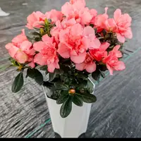 四季杜鹃花盆栽带花苞发货樱桃红杜鹃花老桩好养花卉室内植物