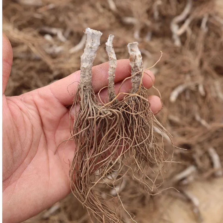 干净无泥地胆头新鲜采挖晒干草鞋婆草鞋底根茎煲汤100克包邮