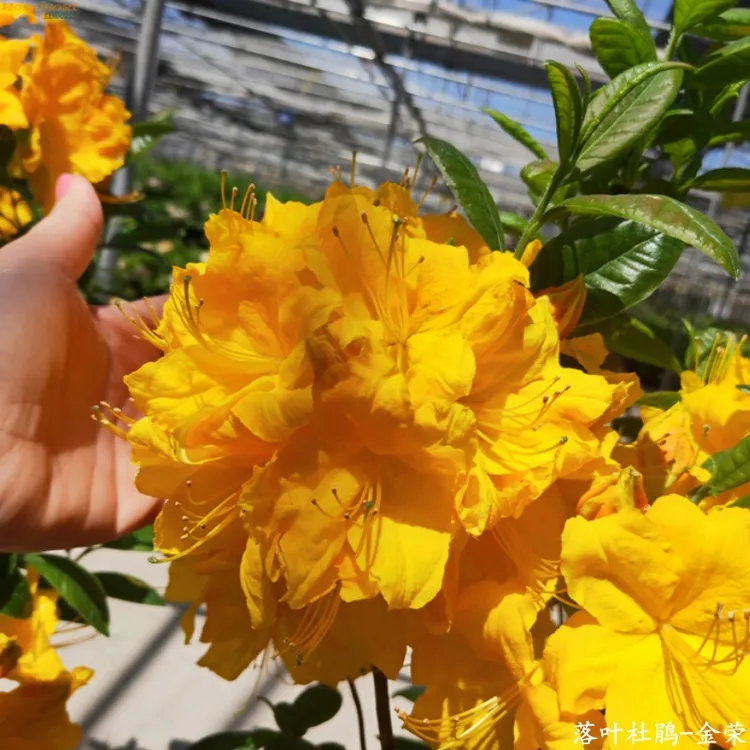 红梅园艺进口落叶杜鹃容器苗-金荣 南北适宜 耐热耐寒 好养活