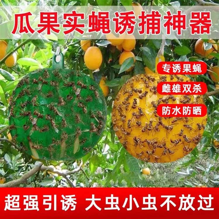 【果园专用】粘虫球瓜果蝇诱捕器实蝇粘胶板果蝇贴针蜂贴柑橘大实蝇