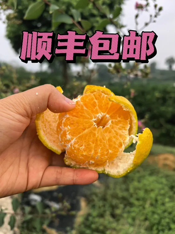 [顺丰包邮]100%正宗石门蜜桔当季水果原产地直发酸甜口感现采现摘