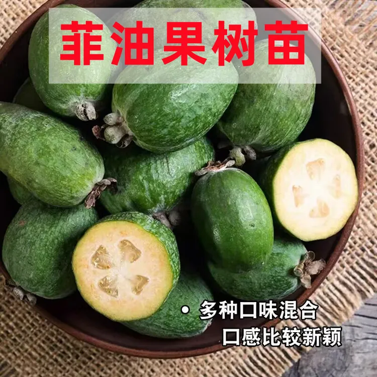 哥伦比亚阿波罗大果菲油果苗斐济果费约果树苗庭院苗植物阳台