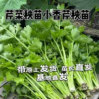 四季高产小香芹菜秧苗适合春秋阳台盆栽
