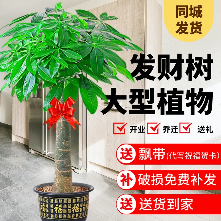 发财树大型客厅办公室摆放乔迁开业送礼招财绿植信封花束盆栽大棵