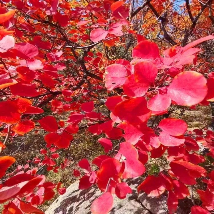 香山红叶黄栌易种易活的微盆景，直播间一物一拍老桩