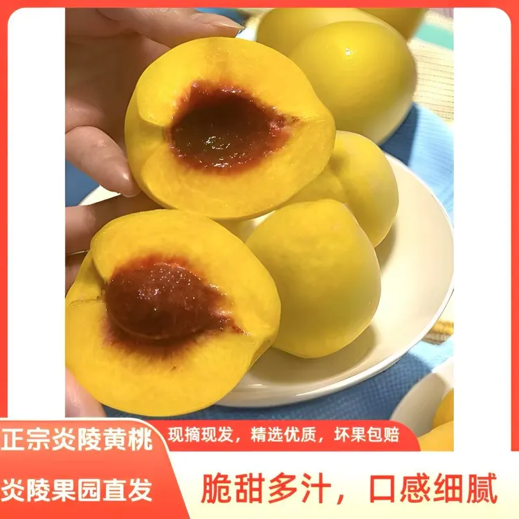 正宗炎陵黄桃高山果园新鲜香脆甜多汁果园现摘现发