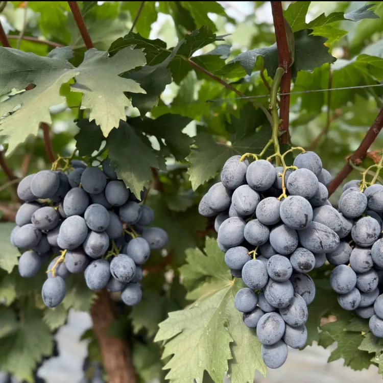 神秘梦境无籽黑提脆甜多汁孕妇水果新鲜葡萄