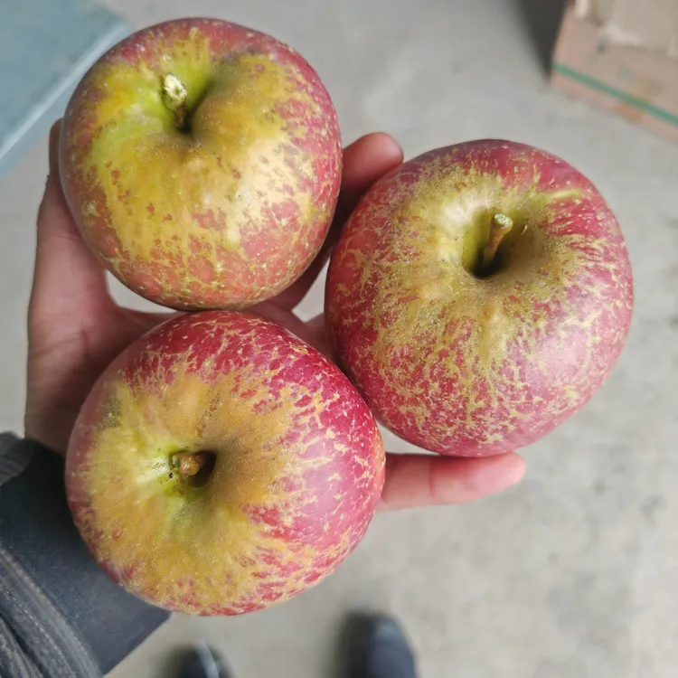888大凉山盐源应季糖心丑苹果