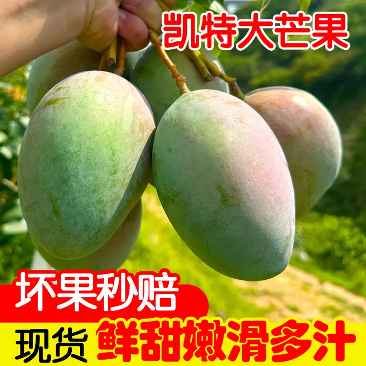 四川攀枝花凯特芒果新鲜应季现摘酸甜多汁核小肉多