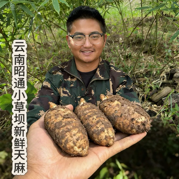 罗黑黑山货【新鲜天麻大果】带泥发货高山林下野外生长可炖鸡煲汤