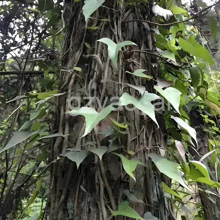 贵州野生纯植物正宗三角枫无硫酸