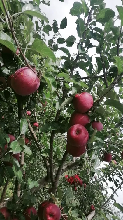 云南高山原生态糖心昭通当季丑苹果有甜又脆曾书记