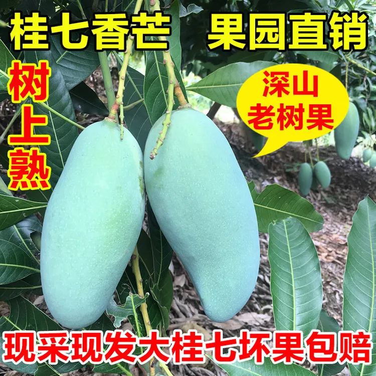【田东花皮桂七】广西百色老树花皮桂七芒果新鲜果园直发