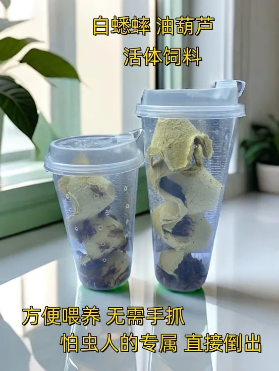 精选针头白蟋蟀杯装爬宠活体饲料油葫芦守宫树蛙蜘蛛营养高蛋白