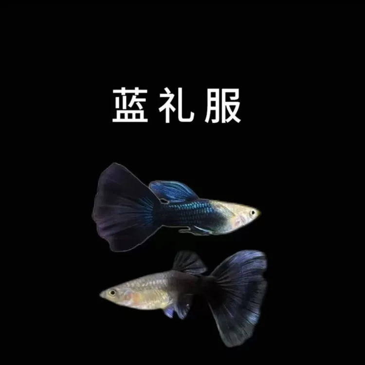 蓝礼服孔雀鱼热带观赏鱼好养耐活胎生易繁殖适合新手活体凤尾鱼