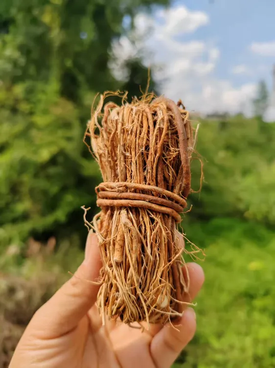 广西土特产农家【五指毛桃原藤捆扎】足干煲汤食材