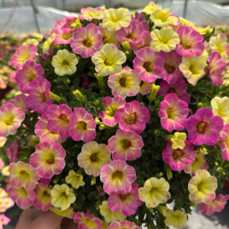 【美声园艺】百万小玲盆栽舞春花花卉阳台花量大易爆盆开花机器