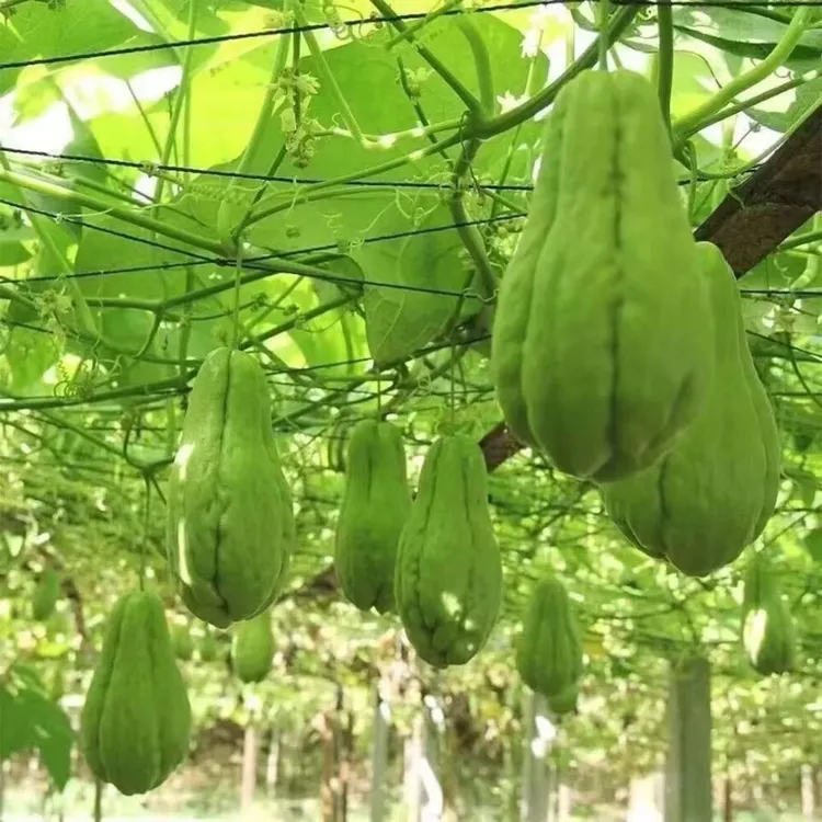 湖南早安隆回佛手瓜高山种植现摘新鲜洋瓜福寿瓜捧瓜倭瓜