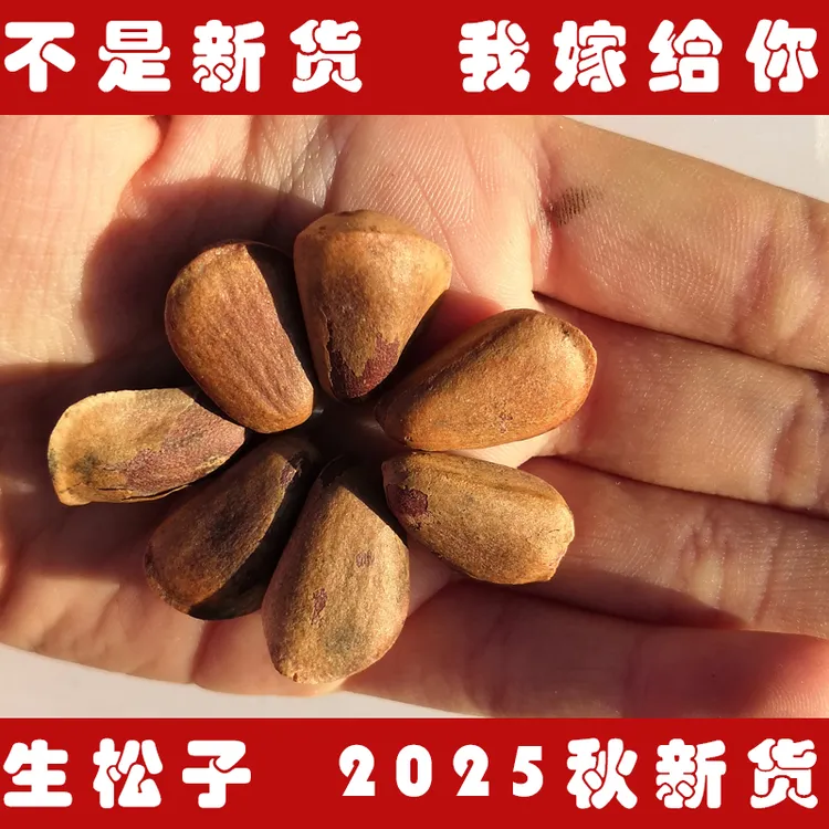 2025年东北生松子野生孕妇坚果松鼠粮未加工新鲜松子不开口松籽