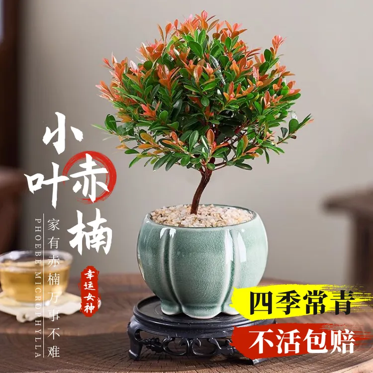 金丝楠木小叶赤楠盆景老桩盆栽苗办公室内花卉桌面小绿植四季好养