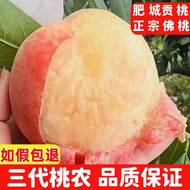 【贡桃】正宗山东肥桃肥城桃水蜜桃山东大佛桃泰安桃子新鲜水果热卖
