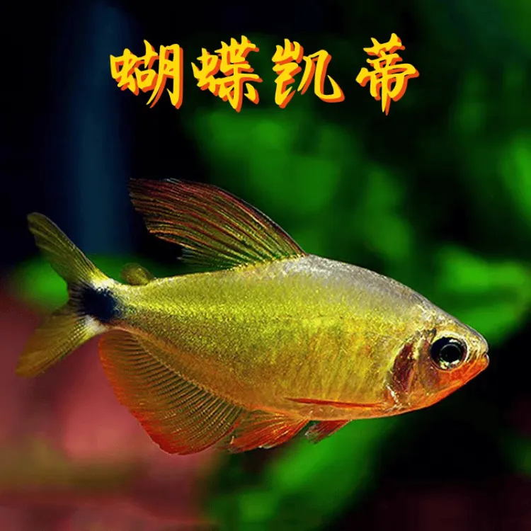 （特价）蝴蝶凯蒂大公鱼小型热带观赏鱼颜色丰富群游好养适合新手