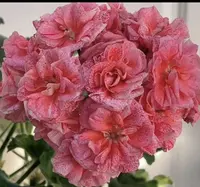 繁星—秋季新品—小苗无花苞包对版