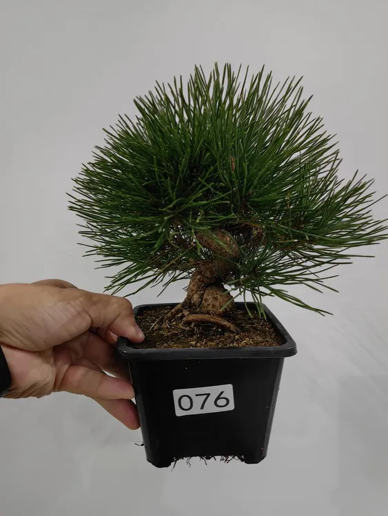 黑松老桩盆栽室内桌面四季常青观赏绿植适合办公室茶室