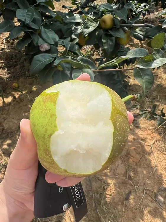 湖北翠冠梨清甜无渣水分大