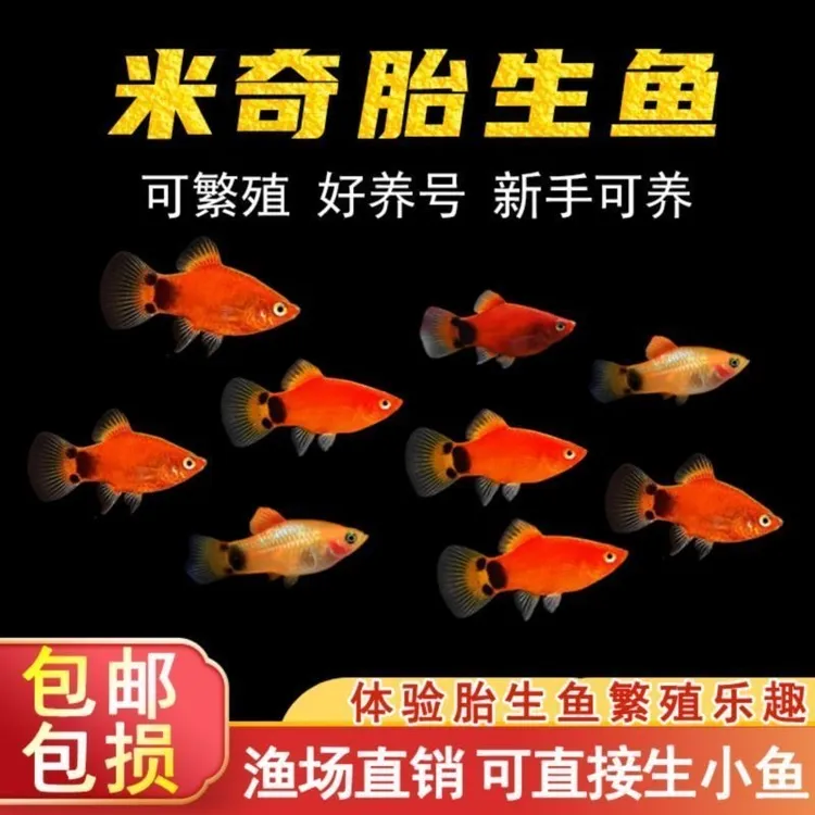 胎生米奇鱼小型热带观赏鱼喂饲料好养耐活适合新手